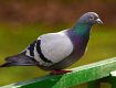 odstraszanie gołębi gołębie odchody